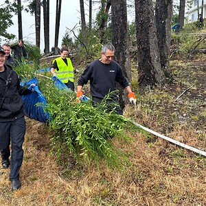 Volunteers remove 90 bathtubs worth of invasive Scotch broom from Langford park